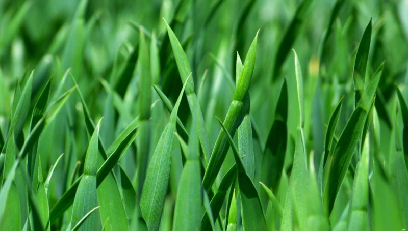 grasmatten in openbare parken